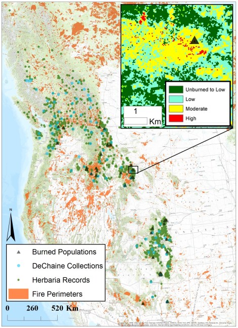 The distribution of S. austromontana. Fire perimeter data from MTBS was used to locate populations that have burned over since 1984-2014. In my field study burned sites (black triangles) will be paired with unburned sites (green dots) to assess the impact of wildfire on the species. Existing collections by the DeChaine lab are also shown (blue dots).