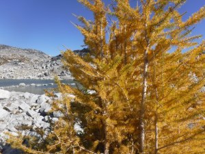 The Larch